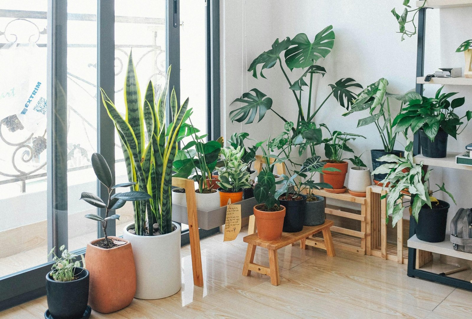 Green plants in room