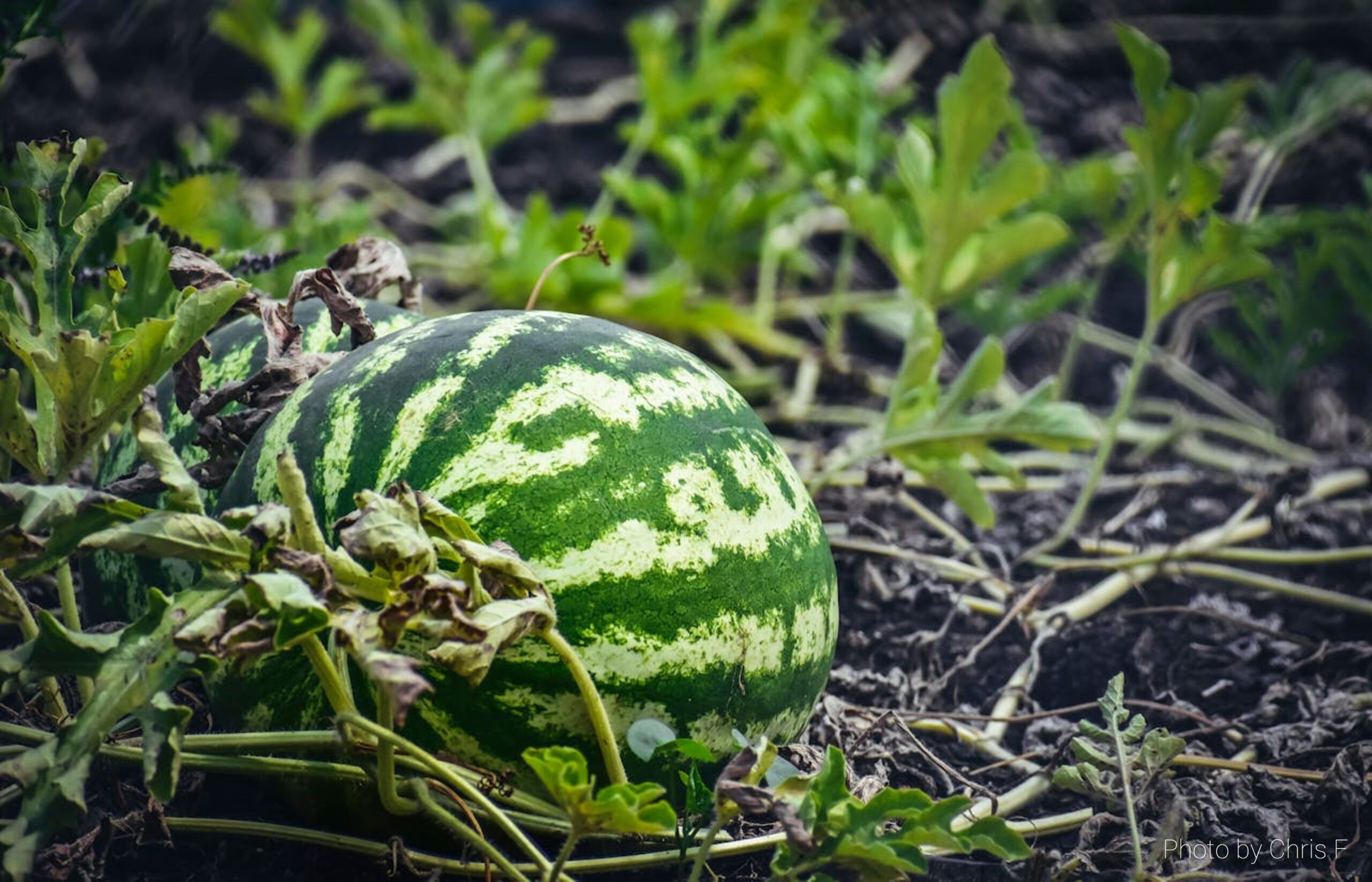 watermelon growing in lush garden compost